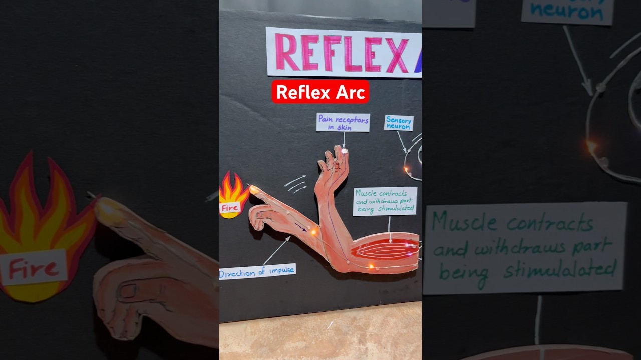 Figure 1: Working Model Setup, Scientific Diagram & Project Prototype for Reflex Arc Working Model Biology