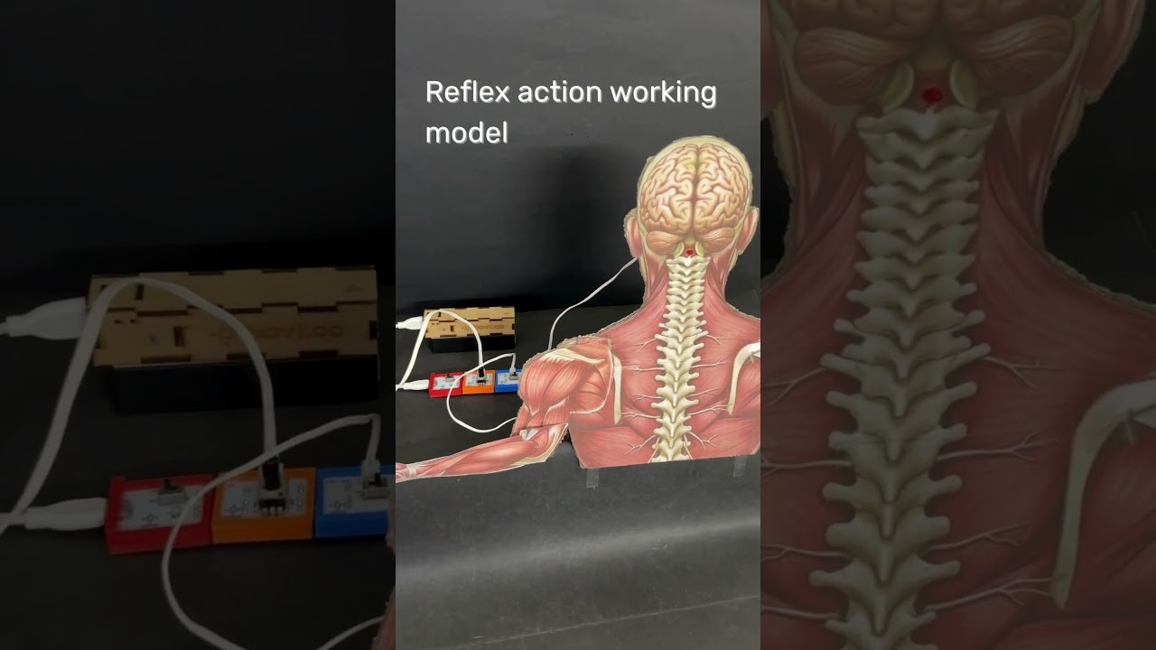 Figure 2: Working Model Setup, Scientific Diagram & Project Prototype for Reflex Arc Working Model Biology