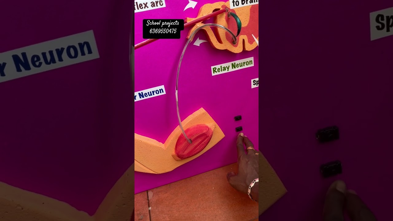 Figure 4: Working Model Setup, Scientific Diagram & Project Prototype for Reflex Arc Working Model Biology