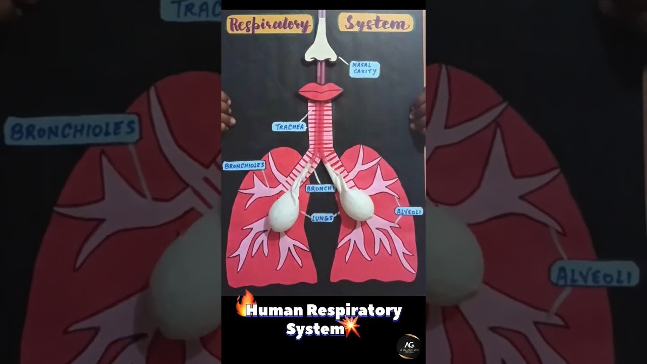 Figure 2: Working Model Setup, Scientific Diagram & Project Prototype for Respiratory Diaphragm Vacuum Dome Lung Inflator Model