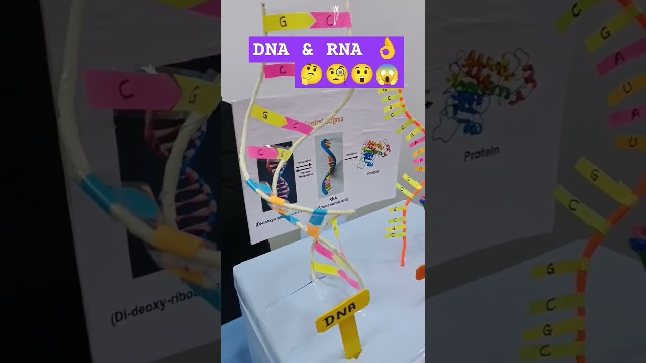 Figure 2: Working Model Setup, Scientific Diagram & Project Prototype for Rna Polymerase Transcription Bubble Nucleotide Dock Model