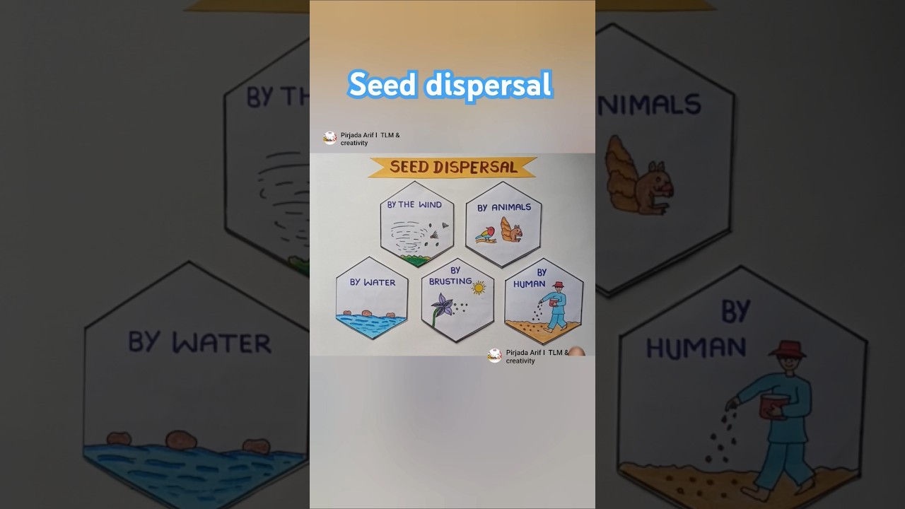 Figure 2: Working Model Setup, Scientific Diagram & Project Prototype for Seed Dispersal Working Model