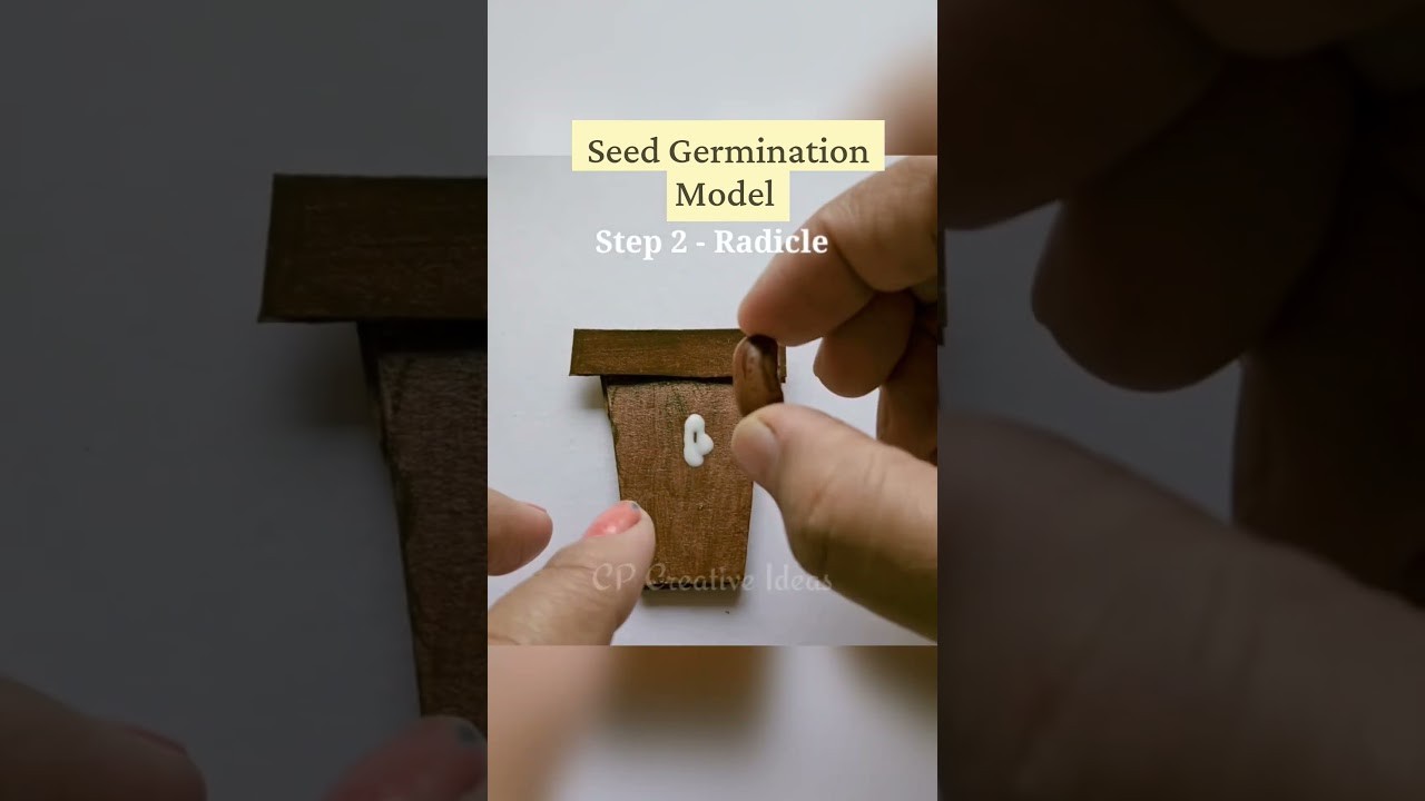 Figure 1: Working Model Setup, Scientific Diagram & Project Prototype for Seed Dormancy Scarification Hot Water Germination Model