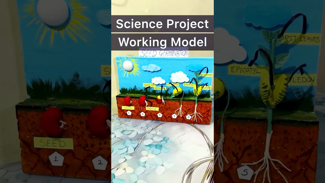 Figure 2: Working Model Setup, Scientific Diagram & Project Prototype for Seed Germination Working Model