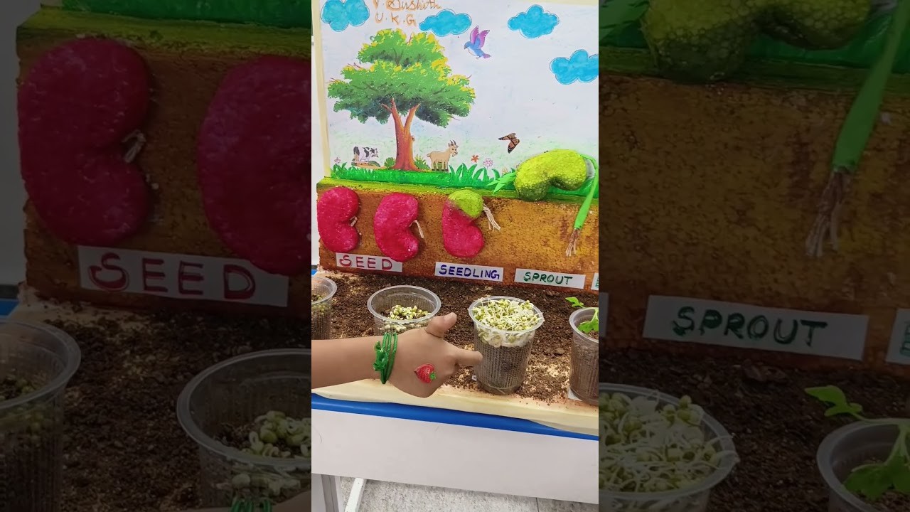 Figure 4: Working Model Setup, Scientific Diagram & Project Prototype for Seed Germination Working Model