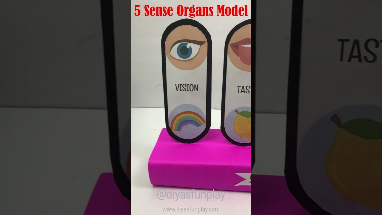 Figure 1: Working Model Setup, Scientific Diagram & Project Prototype for Sense Organs Working Model