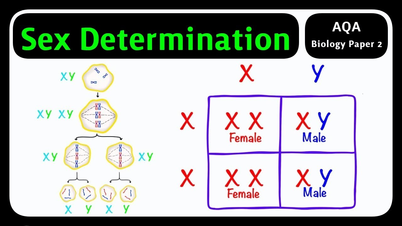 Figure 3: Working Model Setup, Scientific Diagram & Project Prototype for Sex Chromosome Xx Xy Determination Marble Sorter