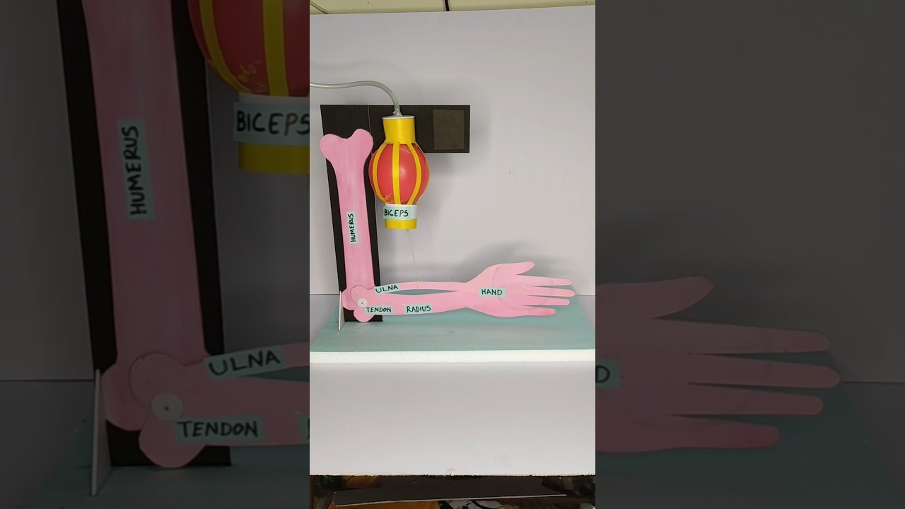 Figure 1: Working Model Setup, Scientific Diagram & Project Prototype for Skeletal System Hinge Joint Antagonistic Biceps Triceps Model
