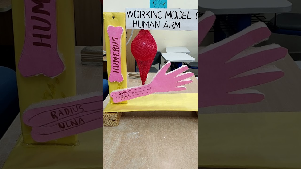 Figure 2: Working Model Setup, Scientific Diagram & Project Prototype for Skeletal System Hinge Joint Antagonistic Biceps Triceps Model