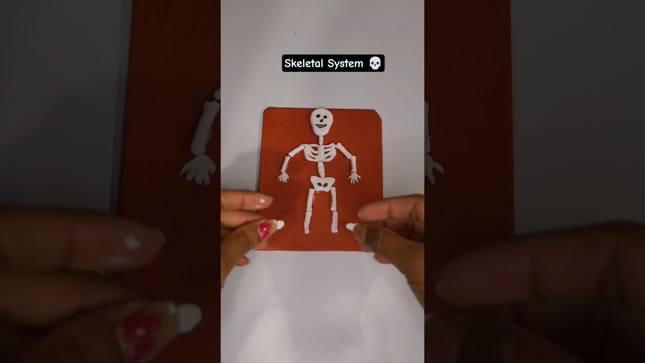 Figure 3: Working Model Setup, Scientific Diagram & Project Prototype for Skeletal System Hinge Joint Antagonistic Biceps Triceps Model