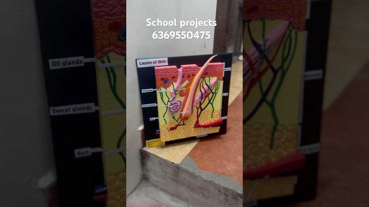 Figure 1: Working Model Setup, Scientific Diagram & Project Prototype for Skin Cross Section Sweat Gland Hair Follicle 3D Model