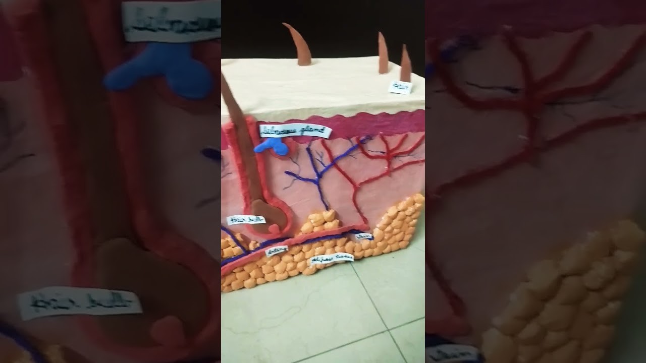 Figure 2: Working Model Setup, Scientific Diagram & Project Prototype for Skin Cross Section Sweat Gland Hair Follicle 3D Model