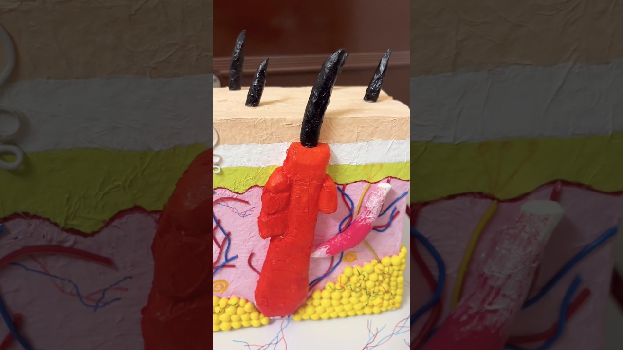 Figure 3: Working Model Setup, Scientific Diagram & Project Prototype for Skin Cross Section Sweat Gland Hair Follicle 3D Model