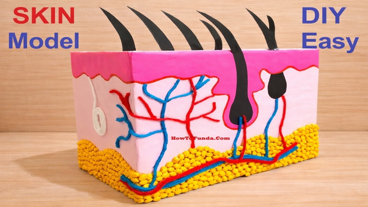 Figure 4: Working Model Setup, Scientific Diagram & Project Prototype for Skin Cross Section Sweat Gland Hair Follicle 3D Model