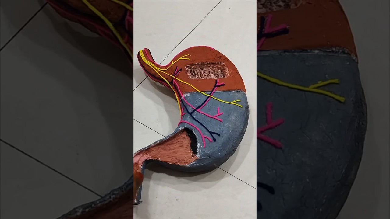 Figure 1: Working Model Setup, Scientific Diagram & Project Prototype for Small Intestine Villi Folded Surface Area Sponge Model