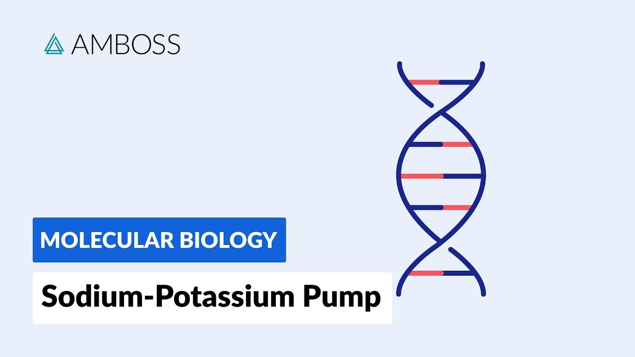 Figure 3: Working Model Setup, Scientific Diagram & Project Prototype for Sodium Potassium Active Transport Atp Gate Model