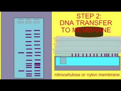 Figure 4: Working Model Setup, Scientific Diagram & Project Prototype for Southern Blot DNA Nylon Membrane Hybridization Model