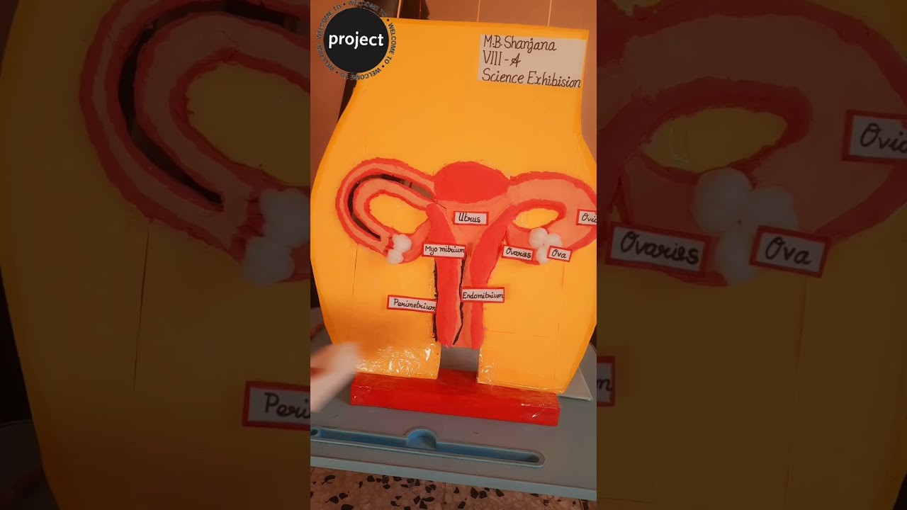Figure 1: Working Model Setup, Scientific Diagram & Project Prototype for Spermatogenesis And Oogenesis 3D Working Model