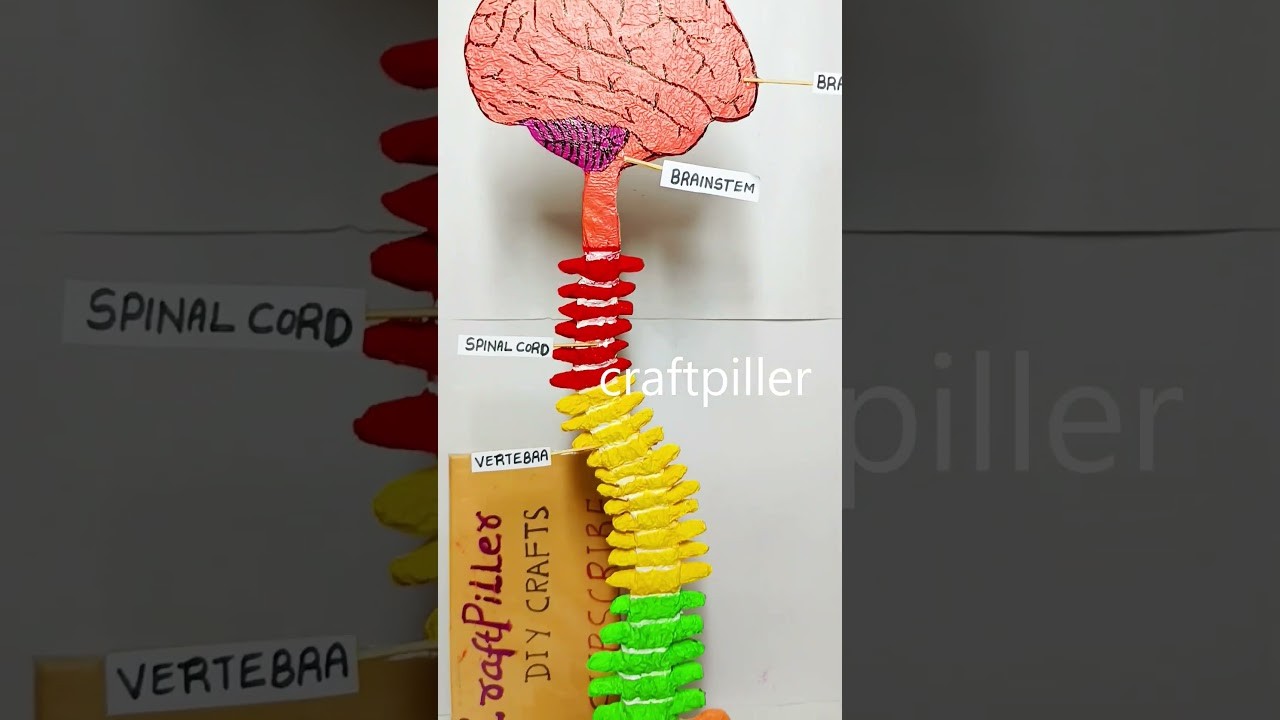 Figure 1: Working Model Setup, Scientific Diagram & Project Prototype for Spinal Cord Cross Section Sensory Motor Pathway Board