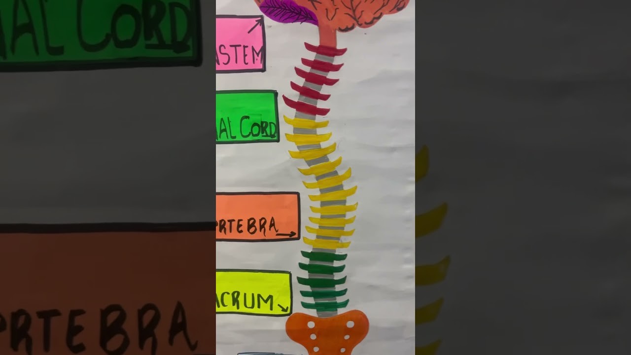 Figure 2: Working Model Setup, Scientific Diagram & Project Prototype for Spinal Cord Cross Section Sensory Motor Pathway Board