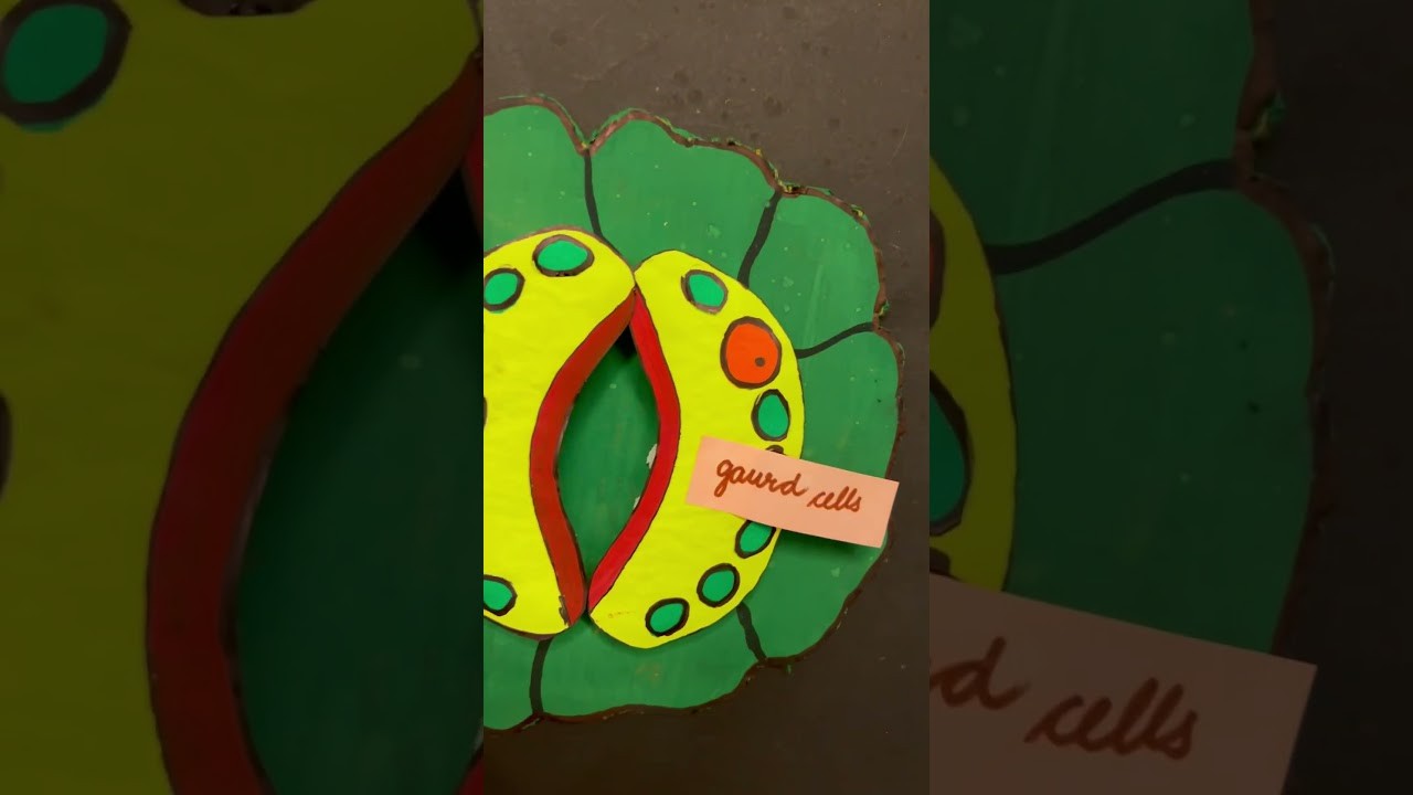 Figure 1: Working Model Setup, Scientific Diagram & Project Prototype for Stomata Opening And Closing Working Model