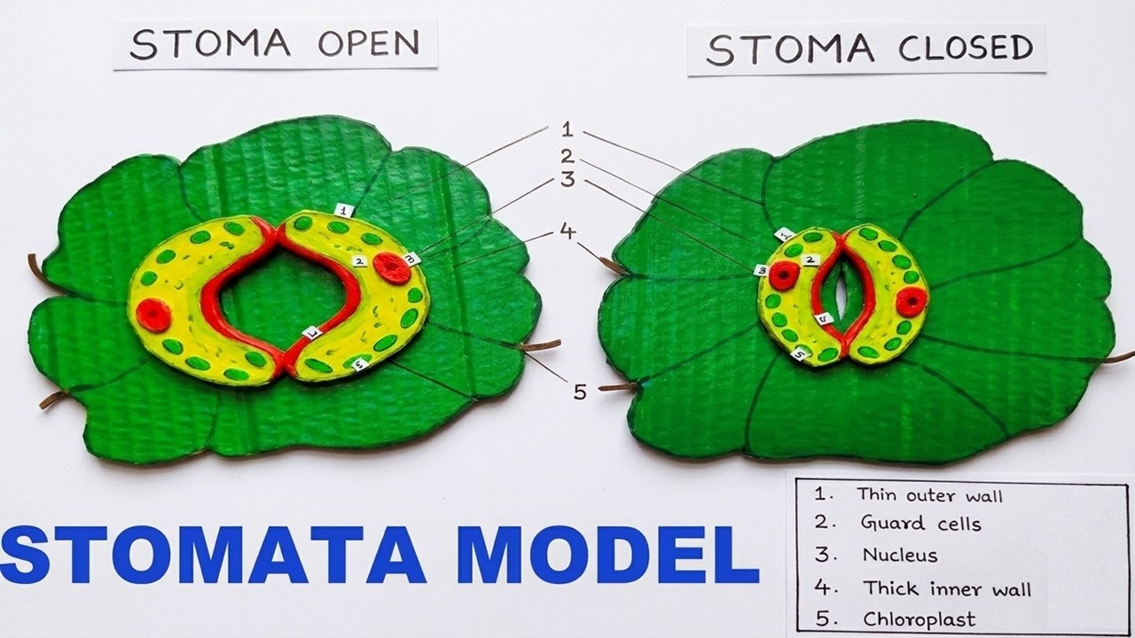 Figure 4: Working Model Setup, Scientific Diagram & Project Prototype for Stomata Opening And Closing Working Model