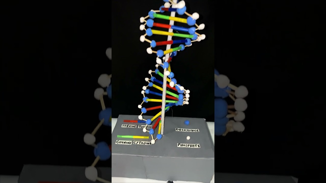 Figure 2: Working Model Setup, Scientific Diagram & Project Prototype for Structure Of DNA Working Model