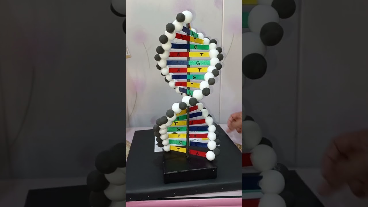 Figure 3: Working Model Setup, Scientific Diagram & Project Prototype for Structure Of DNA Working Model