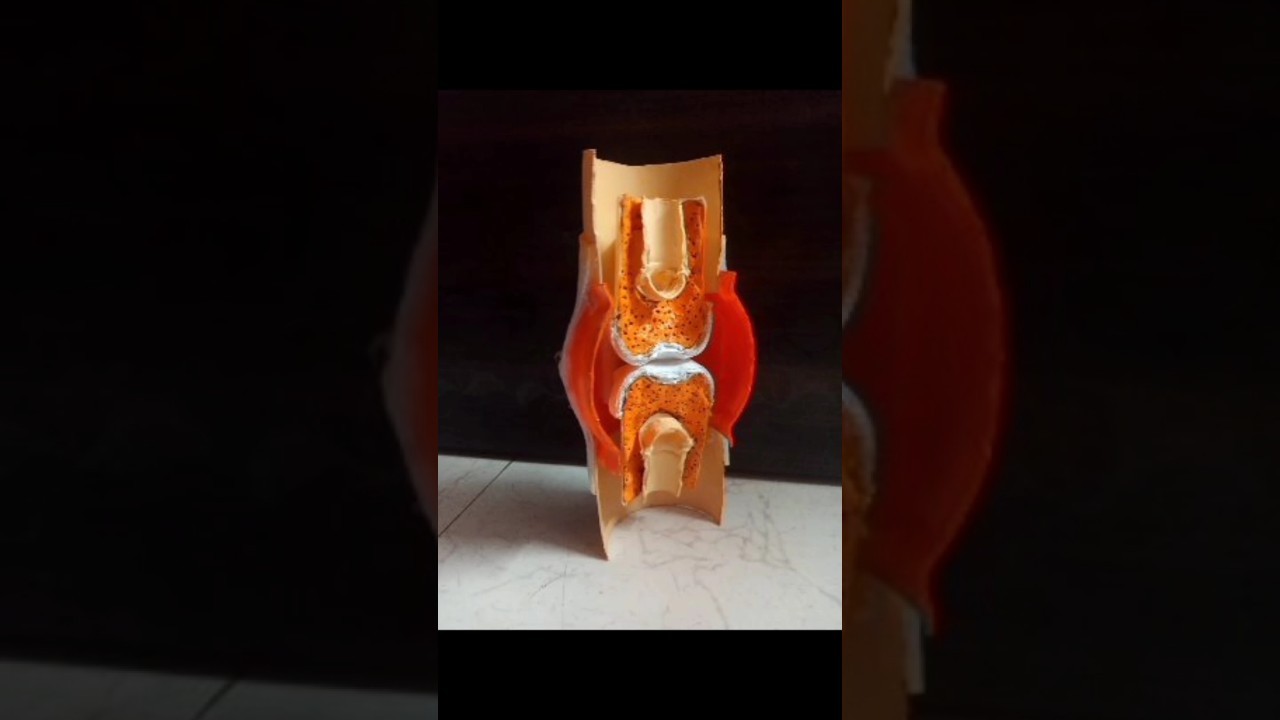 Figure 3: Working Model Setup, Scientific Diagram & Project Prototype for Synovial Joint Capsule Fluid Frictionless Glide Model