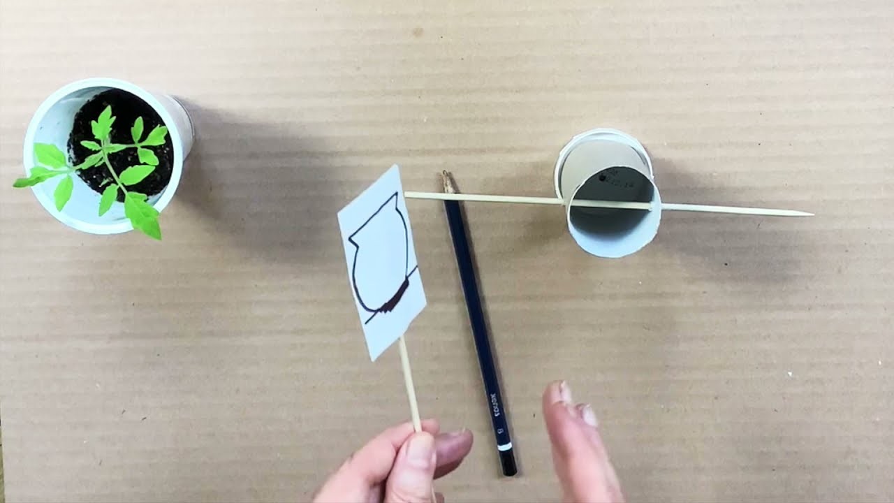 Figure 1: Working Model Setup, Scientific Diagram & Project Prototype for Thaumatrope And Zoetrope Optical Animation Model