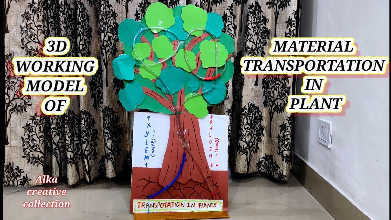 Figure 3: Working Model Setup, Scientific Diagram & Project Prototype for Transpiration In Plants Working Model