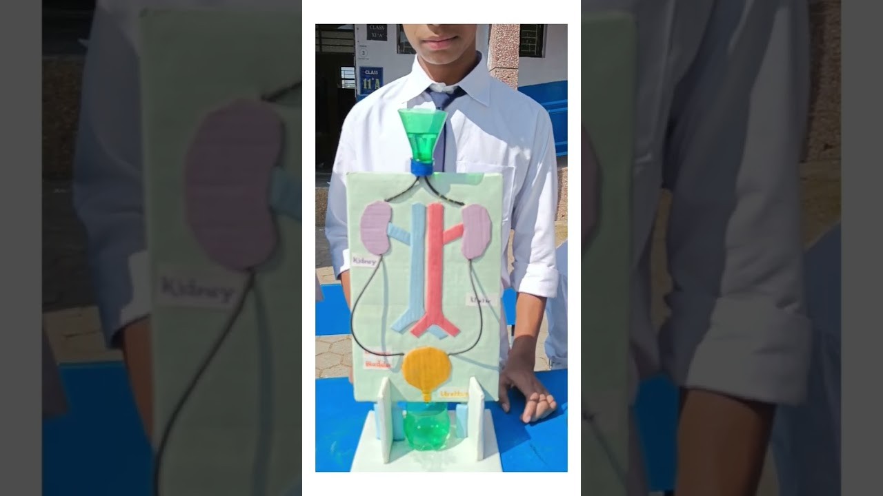 Figure 1: Working Model Setup, Scientific Diagram & Project Prototype for Urinary System Peristaltic Ureter Sphincter Bladder Model