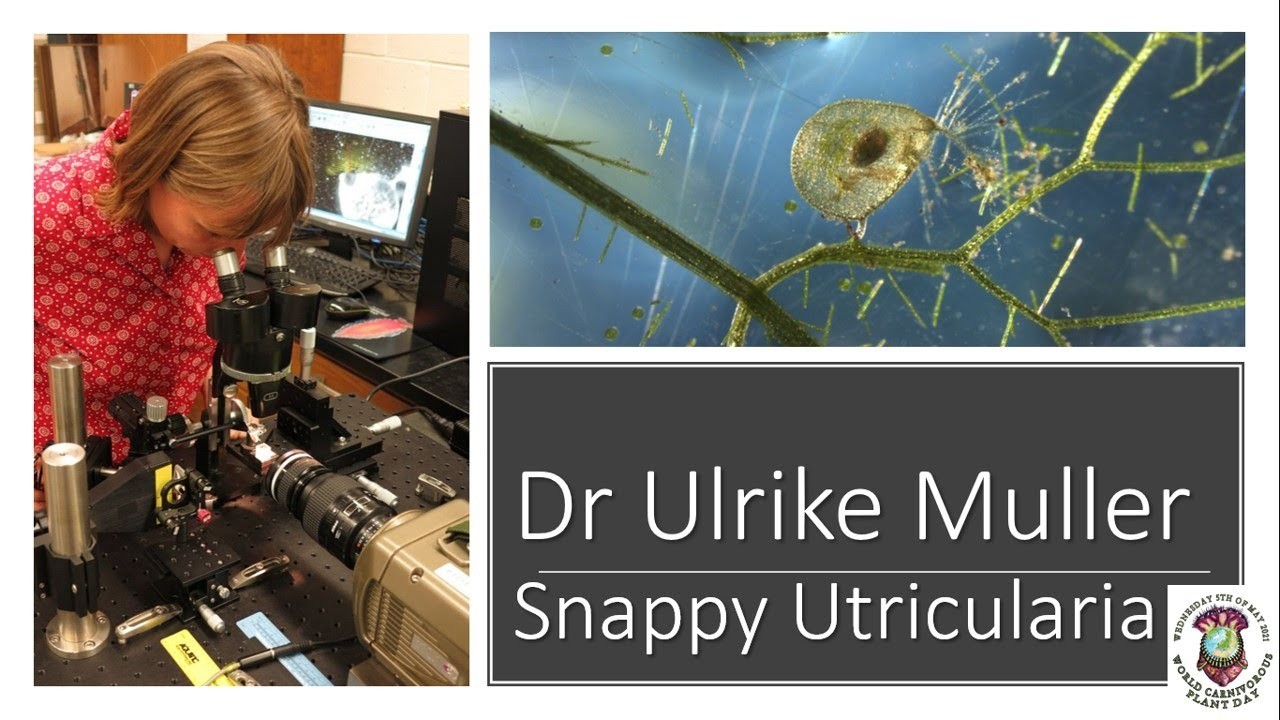 Figure 3: Working Model Setup, Scientific Diagram & Project Prototype for Utricularia Bladderwort Vacuum Trap Water Flea Model