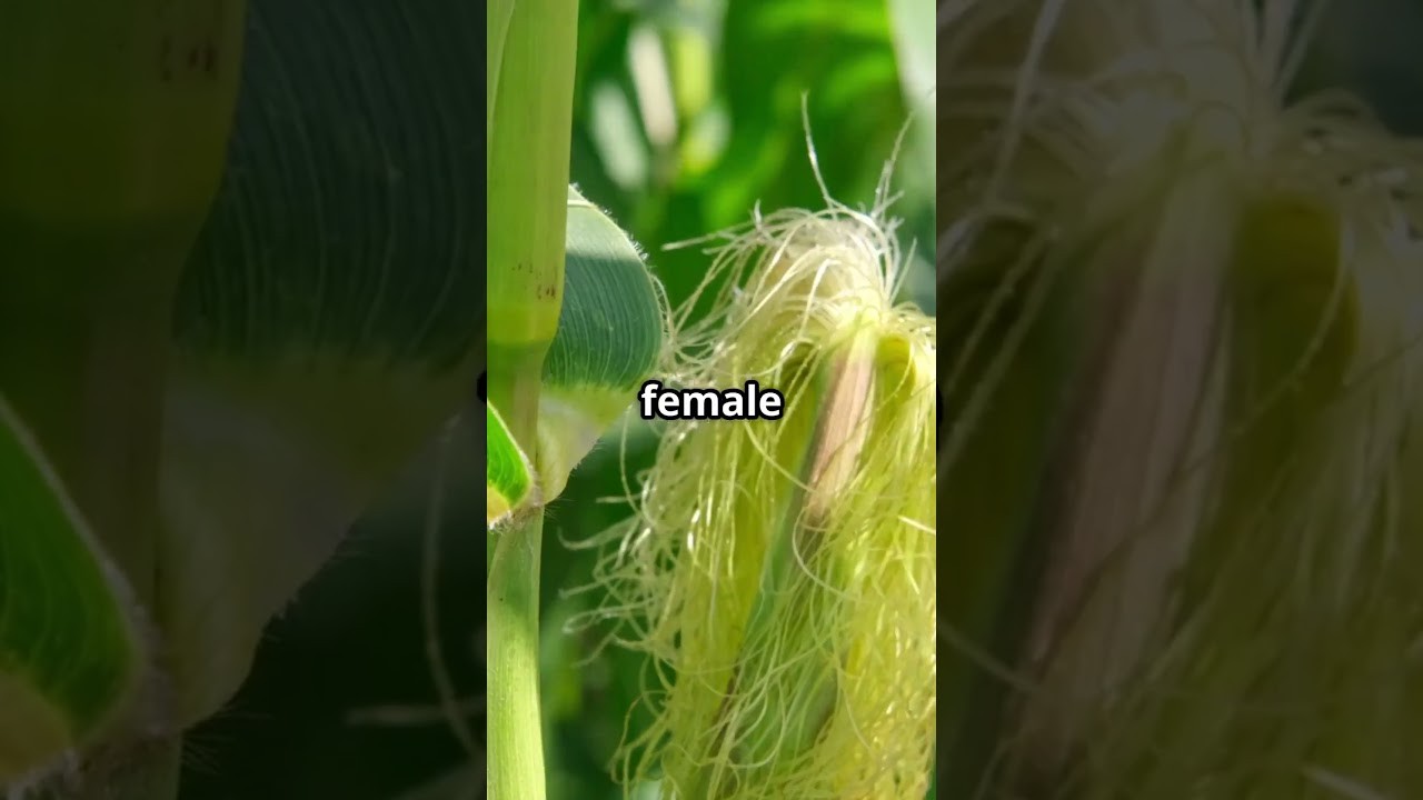 Figure 2: Working Model Setup, Scientific Diagram & Project Prototype for Wind Pollination Maize Feathery Stigma Dangling Anthers