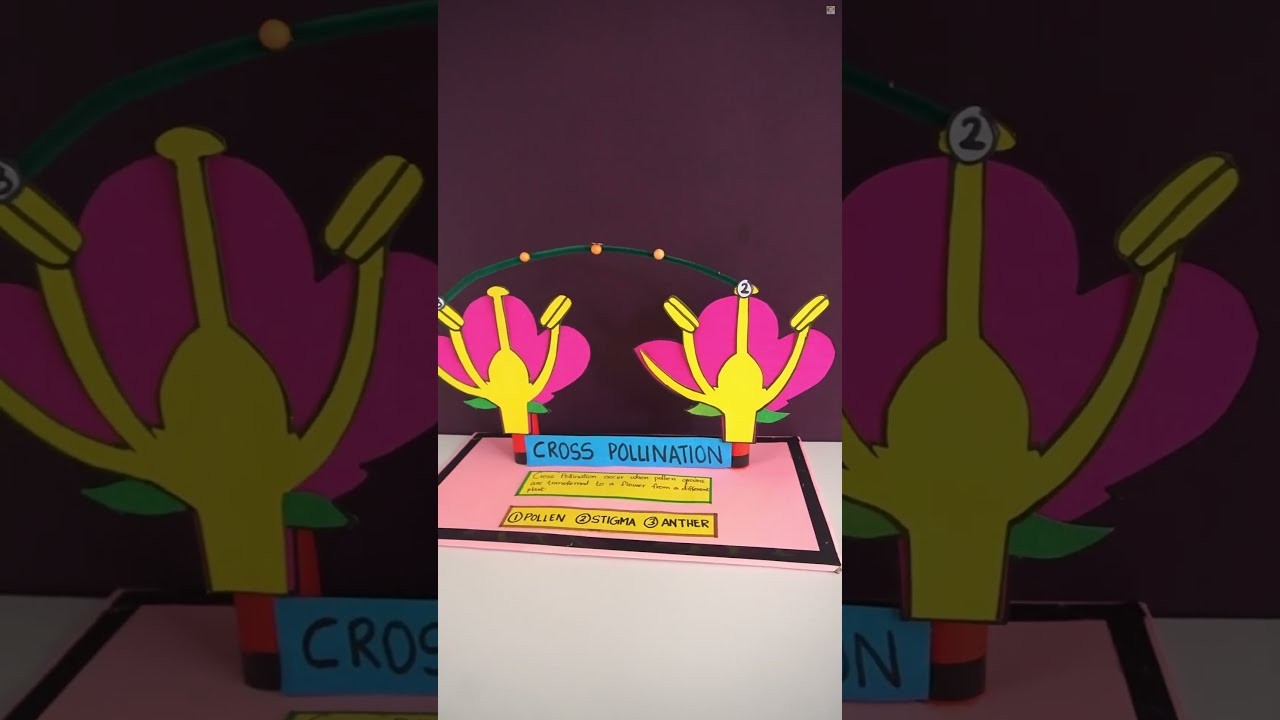 Figure 4: Working Model Setup, Scientific Diagram & Project Prototype for Wind Pollination Maize Feathery Stigma Dangling Anthers