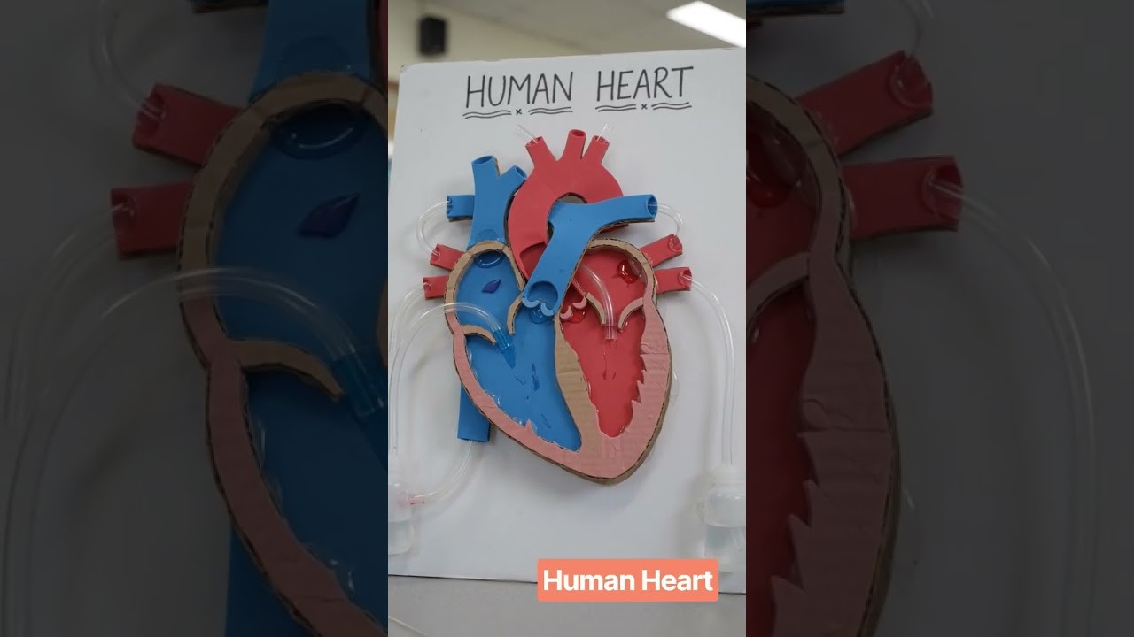 Figure 1: Working Model Setup, Scientific Diagram & Project Prototype for Working Model Of Human Heart Using Syringes