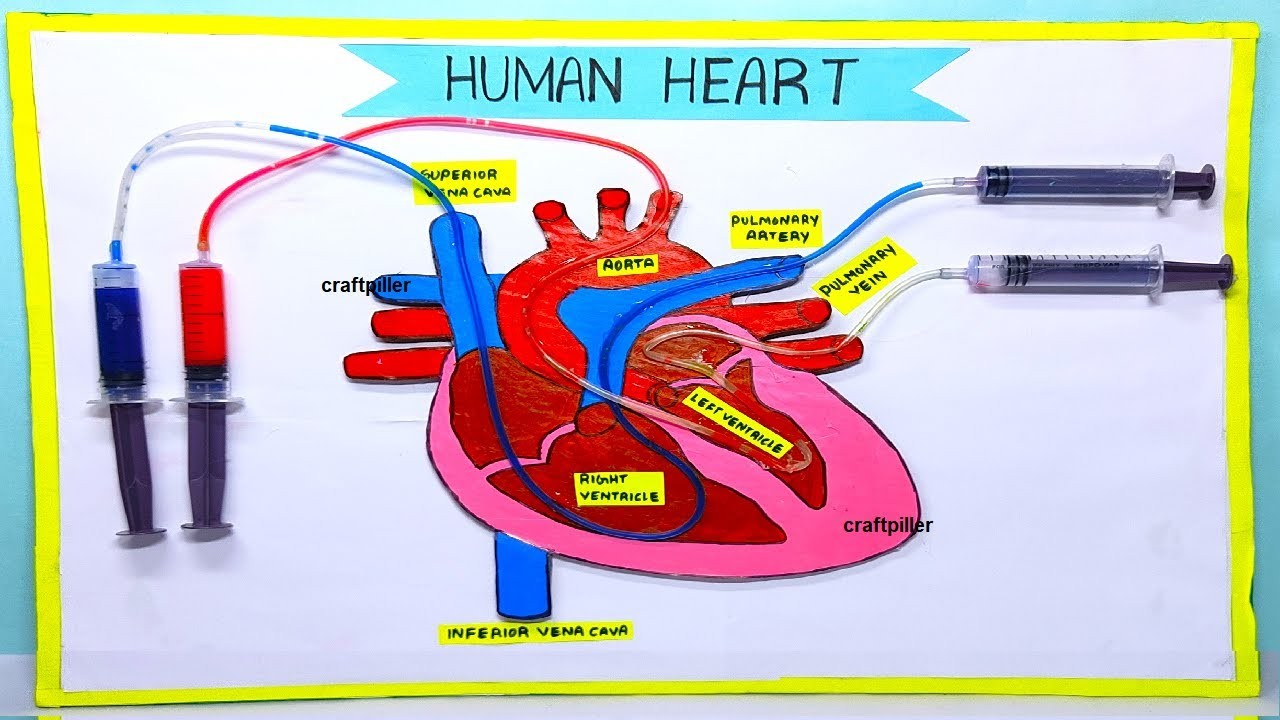 Figure 3: Working Model Setup, Scientific Diagram & Project Prototype for Working Model Of Human Heart Using Syringes