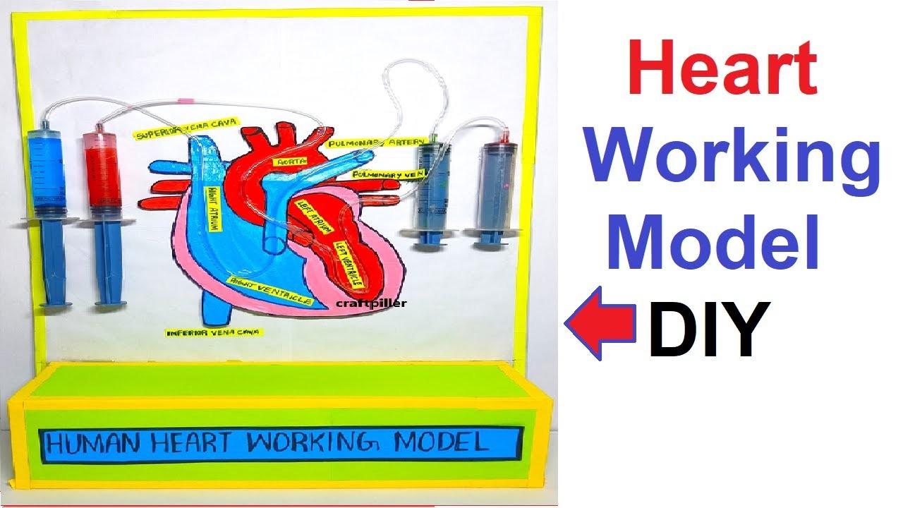 Figure 4: Working Model Setup, Scientific Diagram & Project Prototype for Working Model Of Human Heart Using Syringes