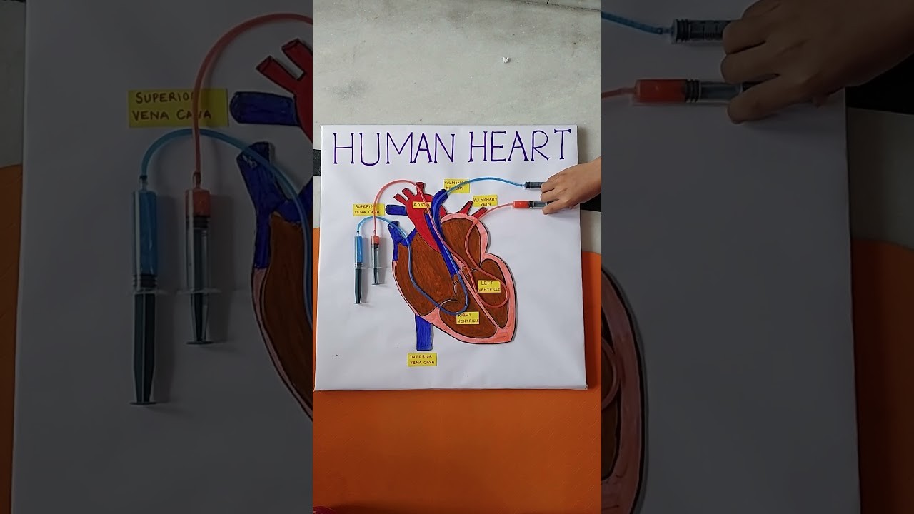 Figure 3: Working Model Setup, Scientific Diagram & Project Prototype for Working Model Of Human Heart Pumping Realistic