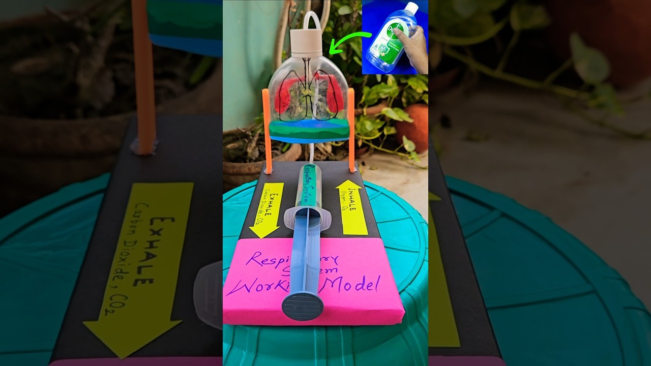 Figure 1: Working Model Setup, Scientific Diagram & Project Prototype for Working Model Of Lungs Using Plastic Bottle