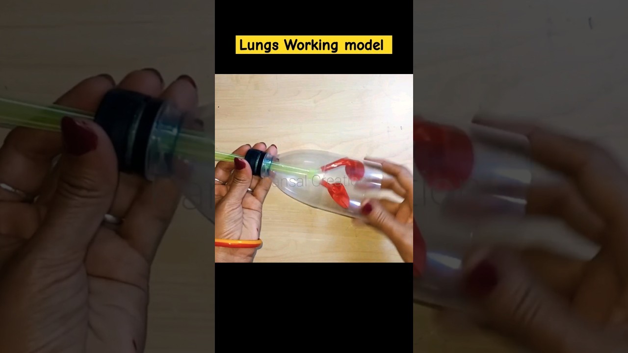 Figure 2: Working Model Setup, Scientific Diagram & Project Prototype for Working Model Of Lungs Using Plastic Bottle