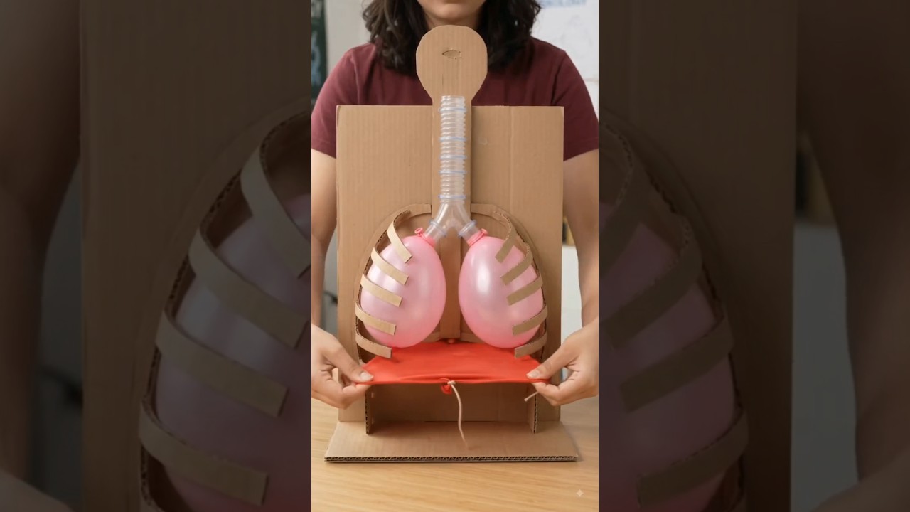 Figure 4: Working Model Setup, Scientific Diagram & Project Prototype for Working Model Of Lungs Using Plastic Bottle