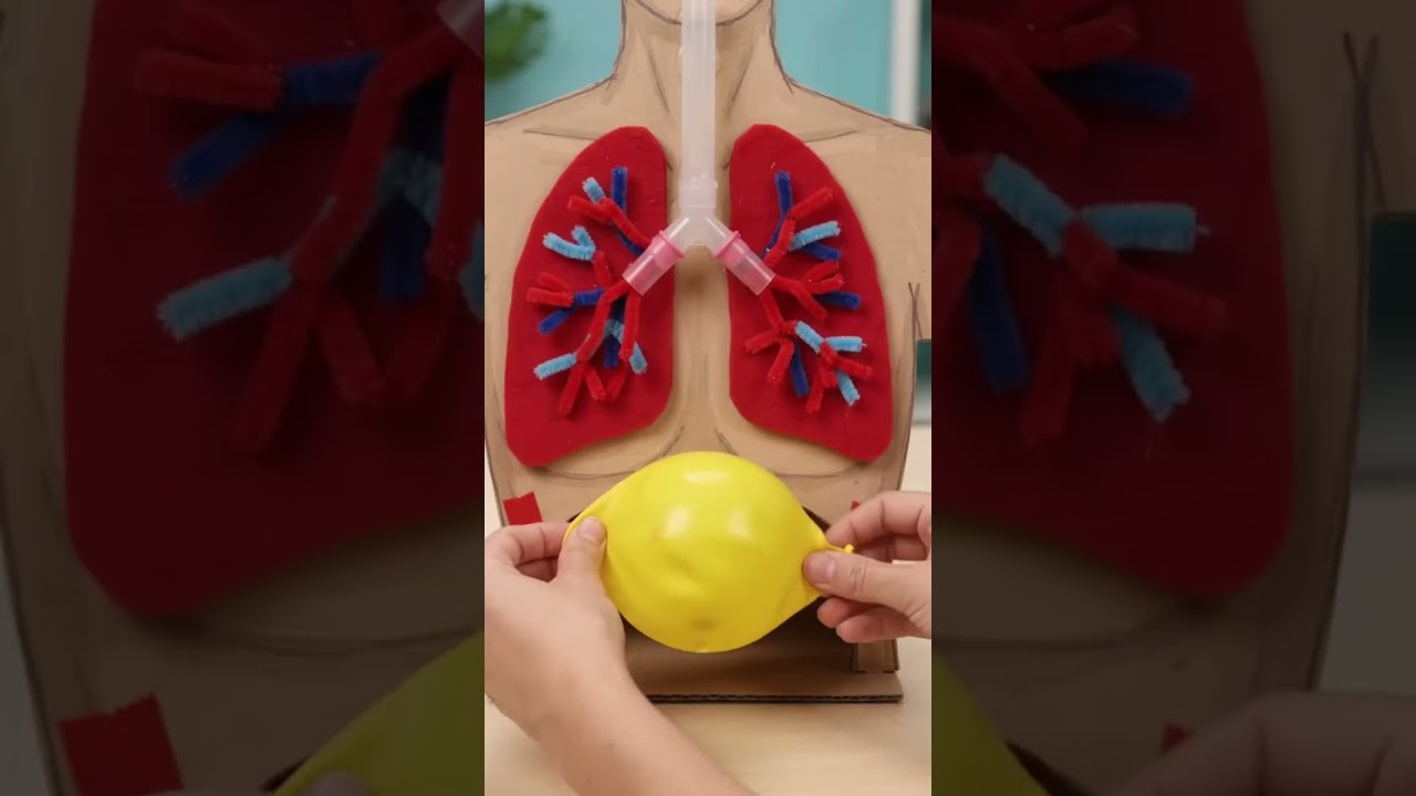 Figure 2: Working Model Setup, Scientific Diagram & Project Prototype for Working Model Of Lungs With Diaphragm