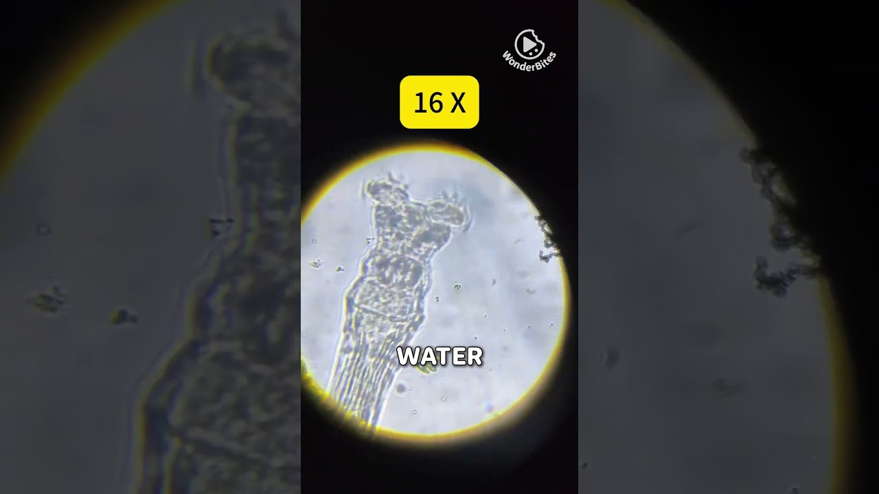 Figure 2: Working Model Setup, Scientific Diagram & Project Prototype for Working Model Of Microscope Using Smartphone Lens