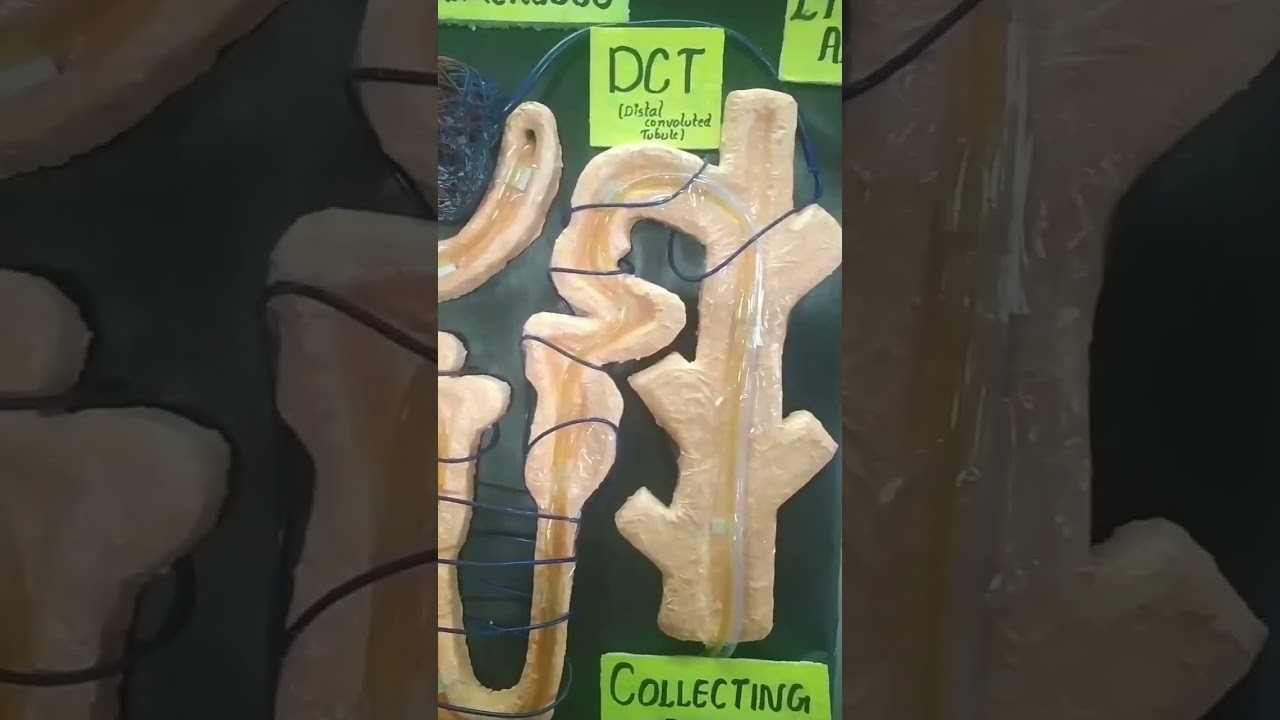 Figure 1: Working Model Setup, Scientific Diagram & Project Prototype for Working Model Of Nephron