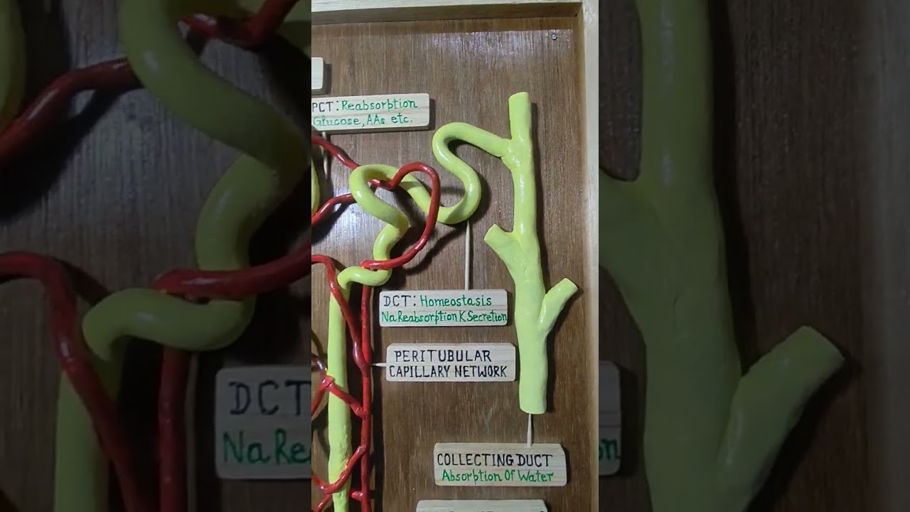 Figure 2: Working Model Setup, Scientific Diagram & Project Prototype for Working Model Of Nephron
