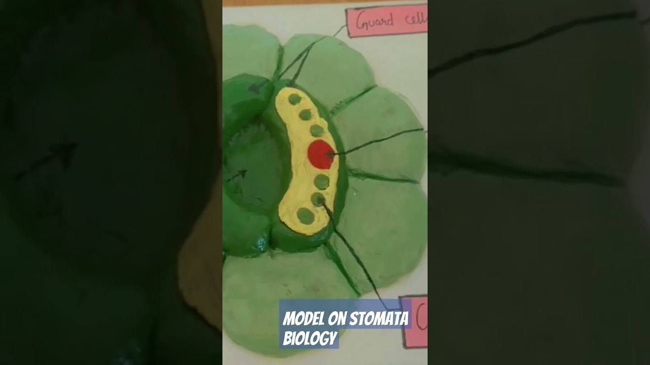 Figure 4: Working Model Setup, Scientific Diagram & Project Prototype for Xerophytic Nerium Sunken Stomata Waxy Cuticle Model