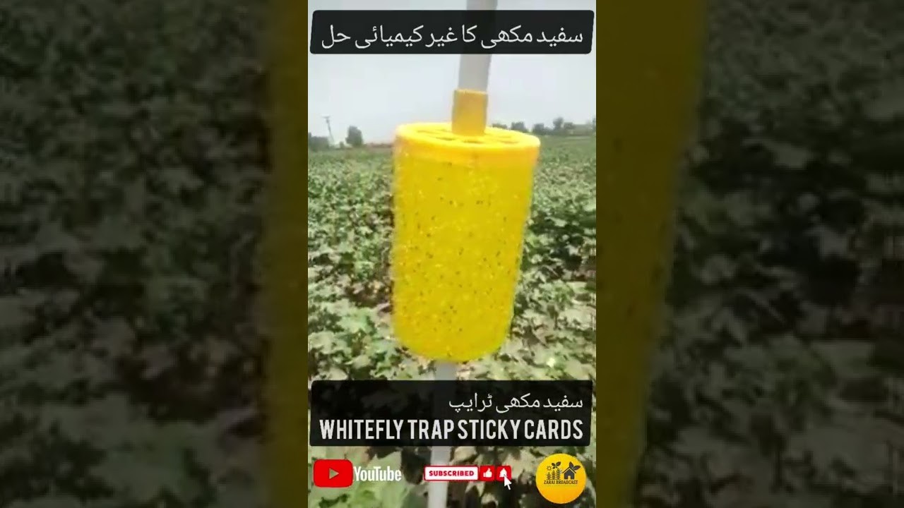 Figure 1: Working Model Setup, Scientific Diagram & Project Prototype for Yellow Sticky Trap Aphid Whitefly Monitoring Card